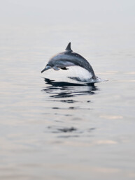 Dolphin jumping in the Indian Ocean
