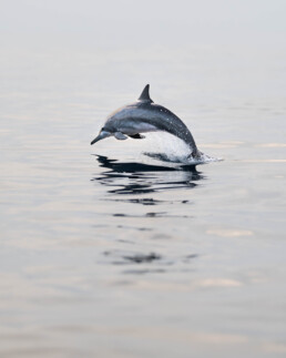 Dolphin jumping in the Indian Ocean